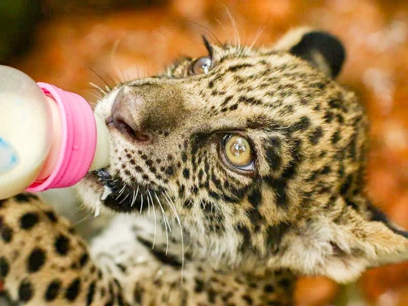Leopard kitten bottlefeeding