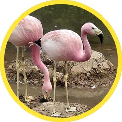 Andean_Flamingo