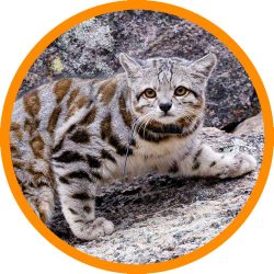 Andean_Mountain_Cat