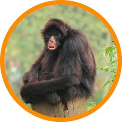 Black-faced_Black_Spider_Monkey