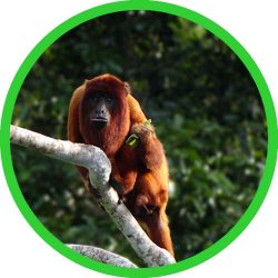 Bolivian_Red_Howler