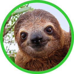 Brown-throated_Three-toed_Sloth