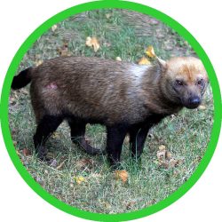 Bush_Dog