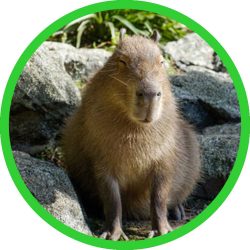Capybara