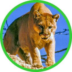 Cougar