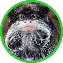 Emperor_Tamarin