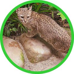 Geoffroys_Cat