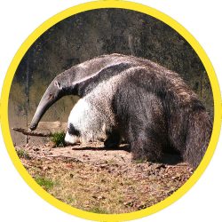 Giant_Anteater