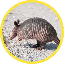 Giant_Armadillo