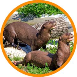 Giant_Otter