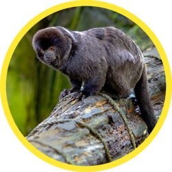Goeldis_Marmoset