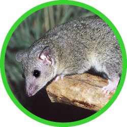 Gray_Short-tailed_Opossum