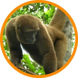 Gray_Woolly_Monkey