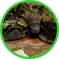 Green_Anaconda