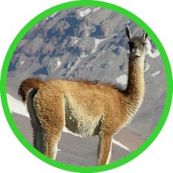 Guanaco