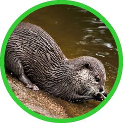 Long-tailed_Otter