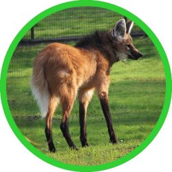 Maned_Wolf