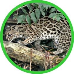 Margay