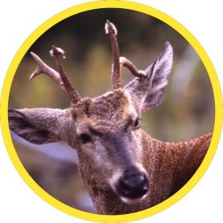 N_Andean_Huemul