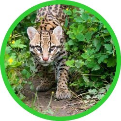 Ocelot