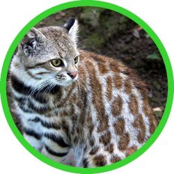Pampas_Cat