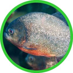 Red-bellied_Piranha