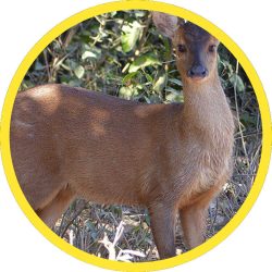 Red_Brocket