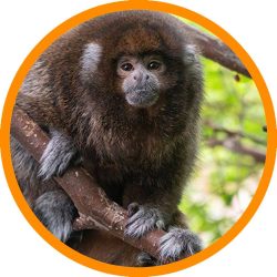 Rio_Beni_Titi_Monkey