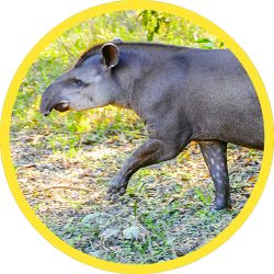 S_American_Tapir