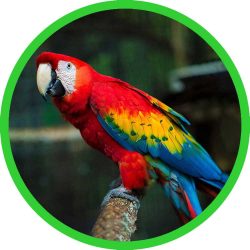 Scarlet_Macaw
