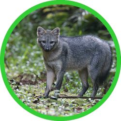Short-eared_Dog