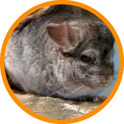 Short-tailed_Chinchilla