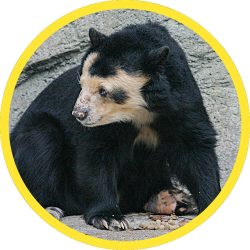 Spectacled_Bear