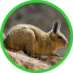 Viscacha
