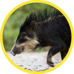 White-lipped_Peccary